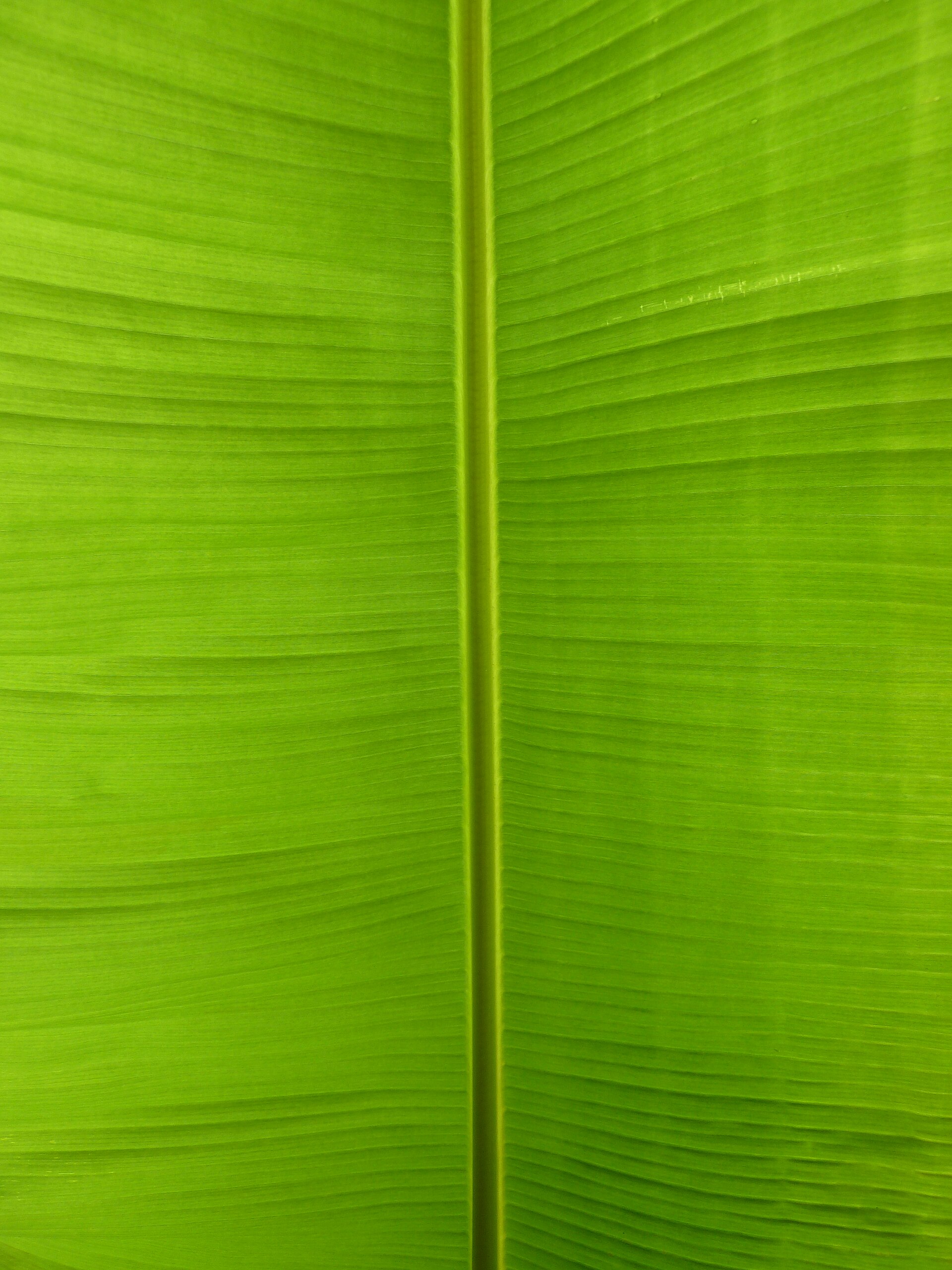 Close-up of a large green leaf, a calming botanical texture