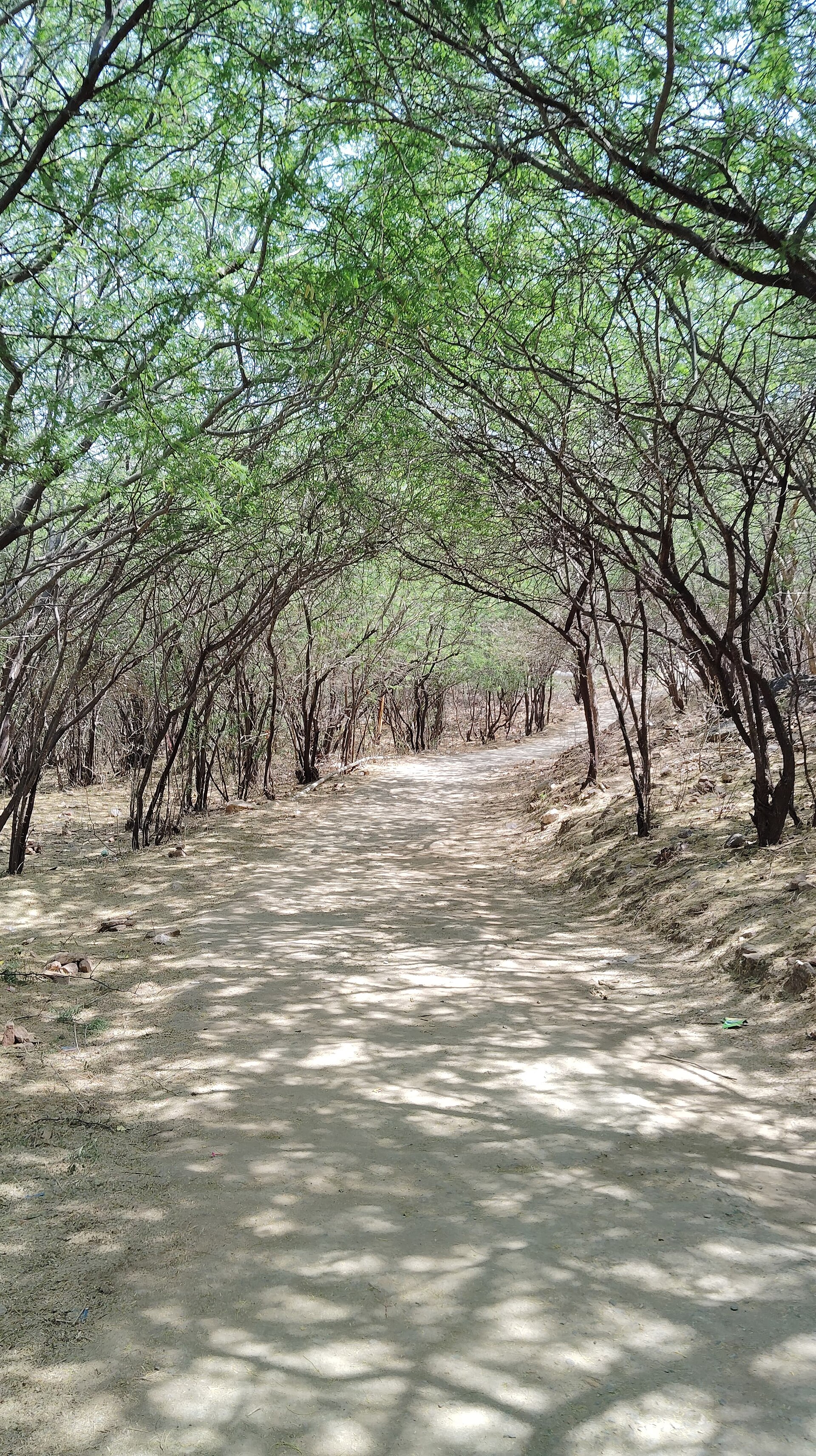 A peaceful sun-dappled dirt path winding through shaded trees, evoking a calm, unhurried walk